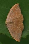 Watsonalla binaria