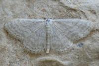 Idaea subsericeata