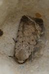 Caradrina clavipalpis