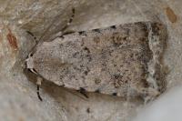 Caradrina clavipalpis