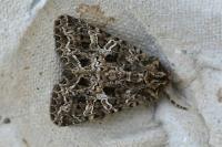 Hadena bicruris
