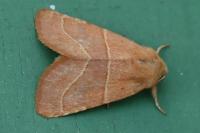 Atethmia centrago
