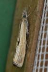 Agriphila inquinatella