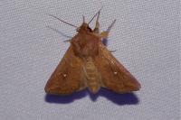 Mythimna albipuncta