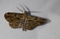 Peribatodes rhomboidaria