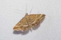 Pyrausta despicata