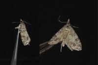 Scoparia ambigualis
