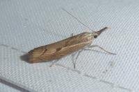 Agriphila geniculea