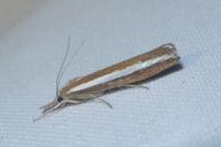 Agriphila latistria