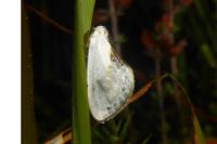 Cilix glaucata
