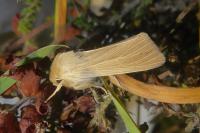 Mythimna pallens
