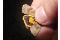 Noctua janthina