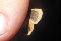 Noctua janthina