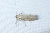 Phycitodes