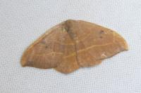 Watsonalla binaria
