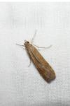Nomophila noctuella