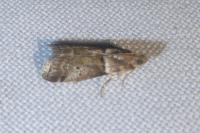 Acrobasis consociella
