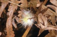 Calliteara pudibunda
