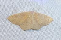 Cyclophora ruficiliaria