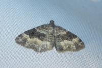 Epirrhoe alternata