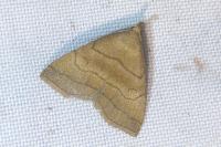 Herminia tarsicrinalis