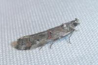 Pempelia palumbella