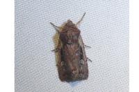 Xestia agathina