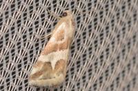 Eublemma elychrysi