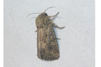 Luperina testacea