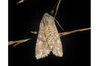Mamestra brassicae