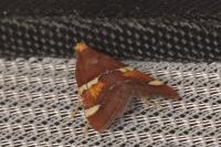 Pyralis regalis