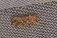 Spodoptera littoralis