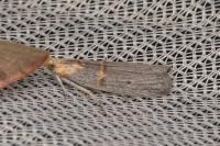 Oxybia transversella