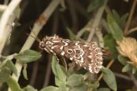 Alvaradoia numerica