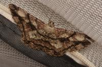 Peribatodes umbraria perumbraria