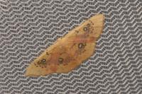 Cyclophora albiocellaria
