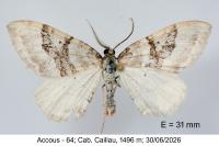 Xanthorhoe montanata
