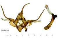 Xanthorhoe montanata