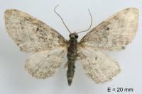 Eupithecia subfuscata