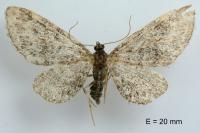 Eupithecia vulgata