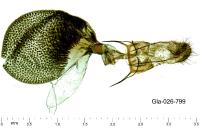 Eupithecia vulgata