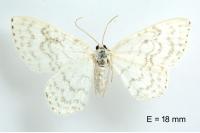 Asthena albulata