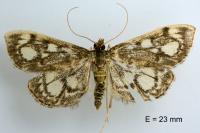 Anania coronata
