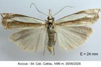 Crambus pascuella
