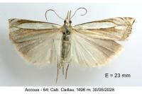 Crambus pascuella