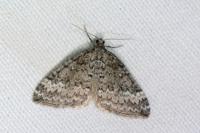 Perizoma hydrata