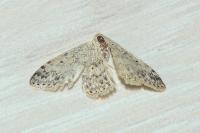 Scopula marginepunctata