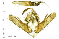 Bryophila domestica