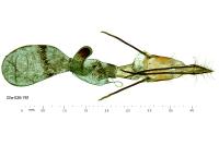 Pempeliella ornatella