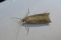Pempelia genistella